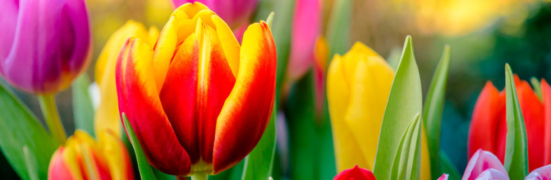 Марта Торі Cover Image